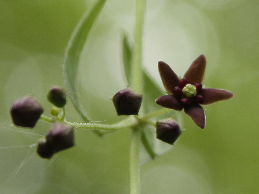 Image of Vincetoxicum scandens specimen.