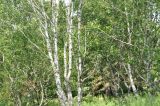 Смотреть изображение Betula pendula разновидность carelica