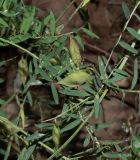 Vicia palaestina