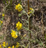 Смотреть изображение Medicago falcata