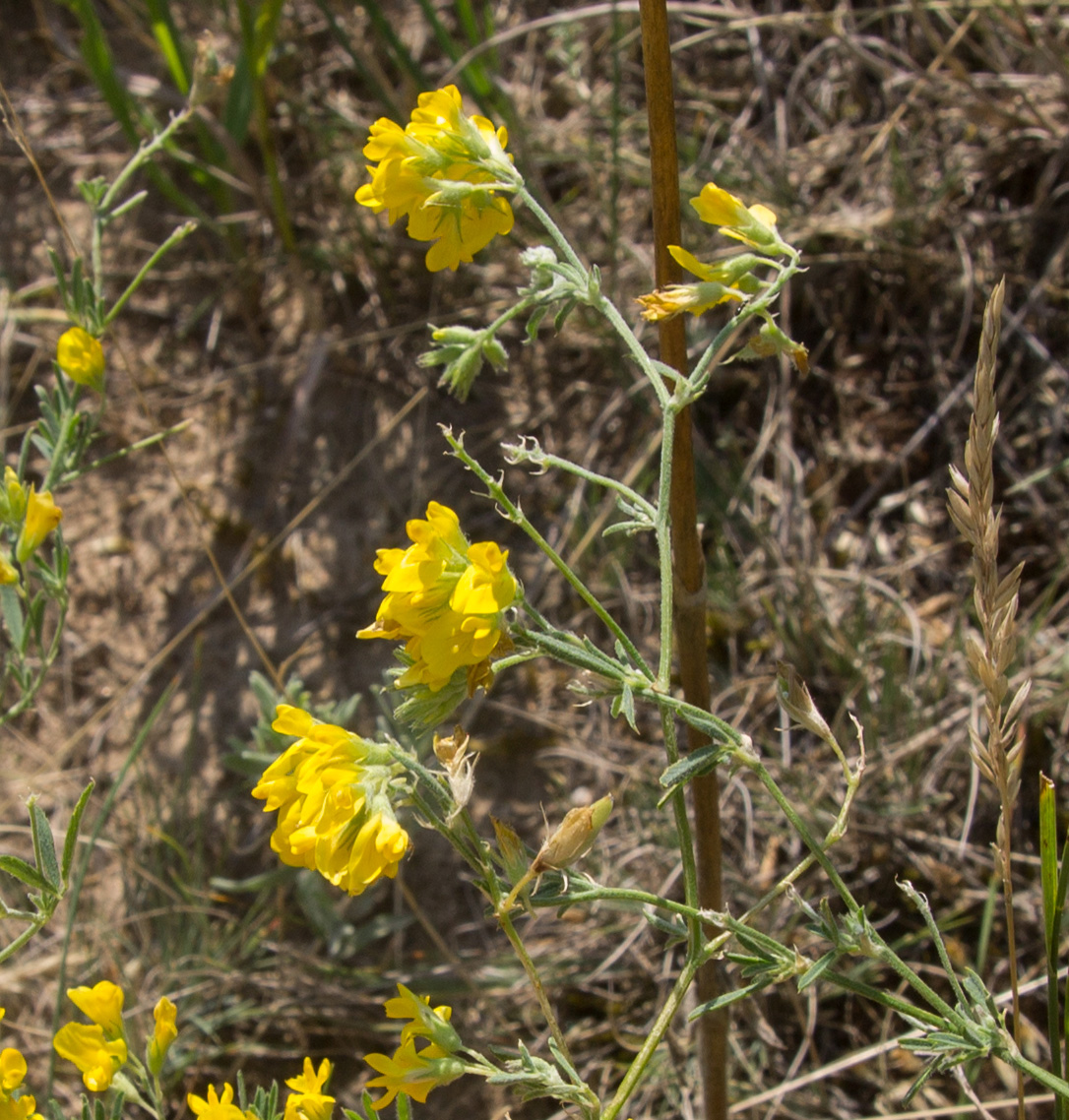 Image of Medicago falcata specimen.