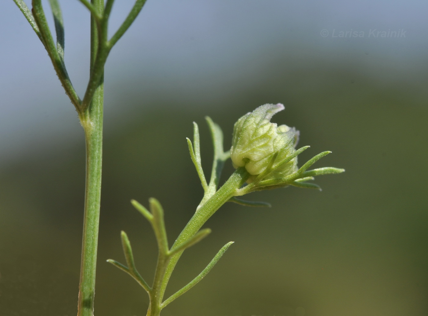 Image of Nigella arvensis specimen.