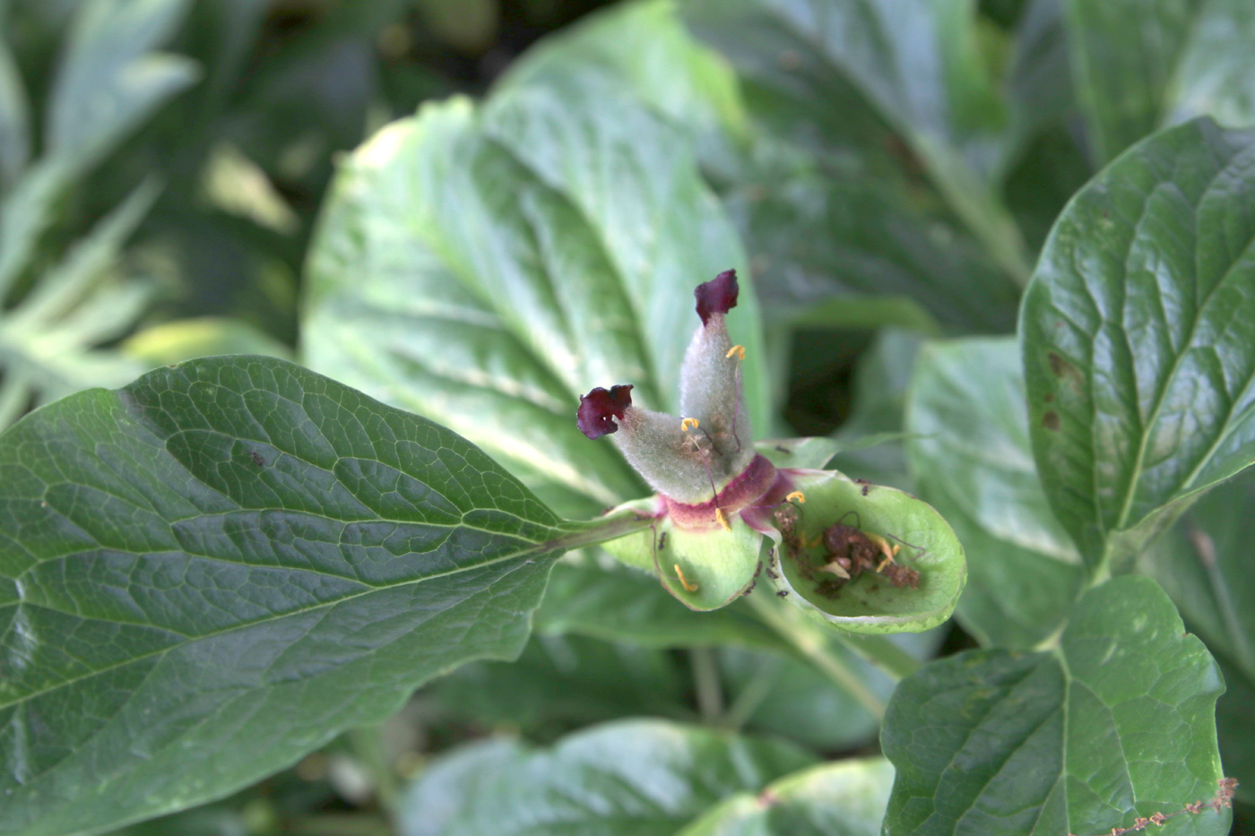 Image of Paeonia wittmanniana specimen.