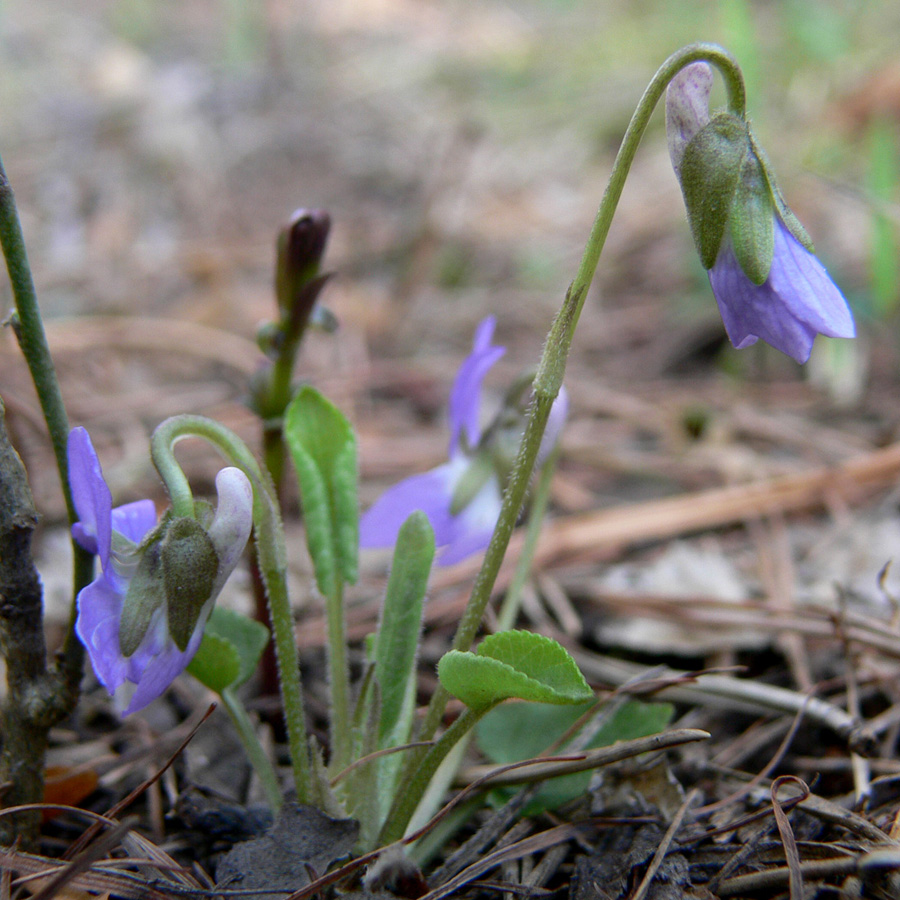 Image of Viola hirta specimen.