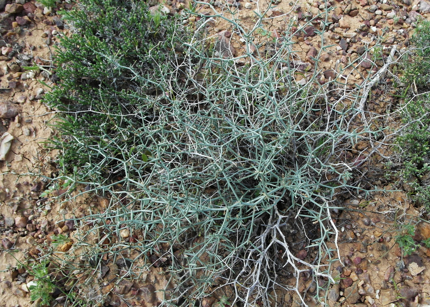 Image of Asparagus breslerianus specimen.