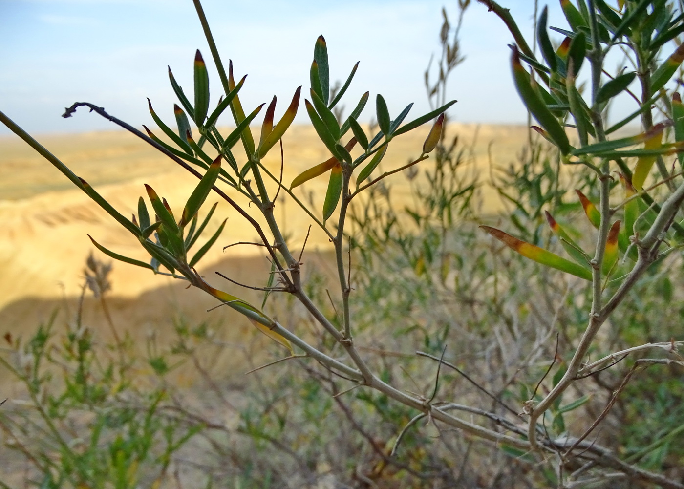 Image of Astragalus saphronovae specimen.