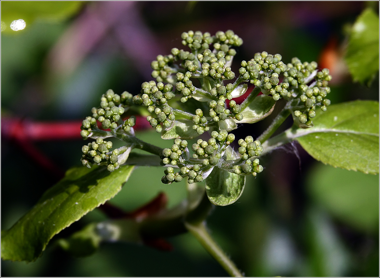 Image of Hydrangea petiolaris specimen.