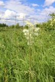 Filipendula vulgaris. Верхушка цветущего растения. Республика Татарстан, г. Набережные Челны, Комсомольский р-н, недалеко от автовокзала, на остепнённом склоне западной экспозиции. 19.06.2022.