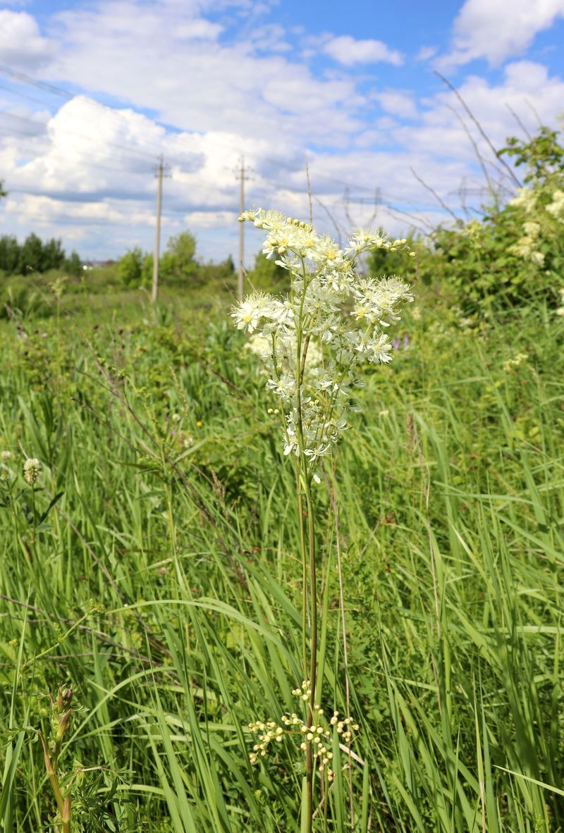 Image of Filipendula vulgaris specimen.