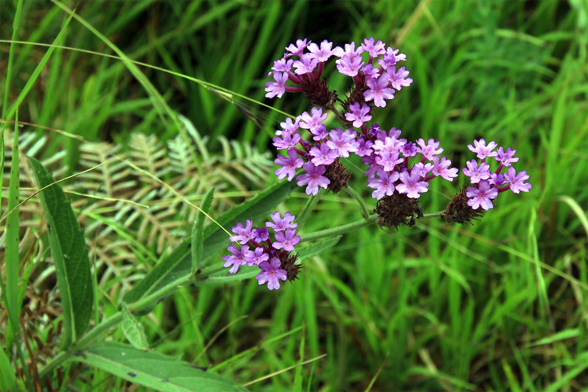 Image of Verbena bonariensis specimen.