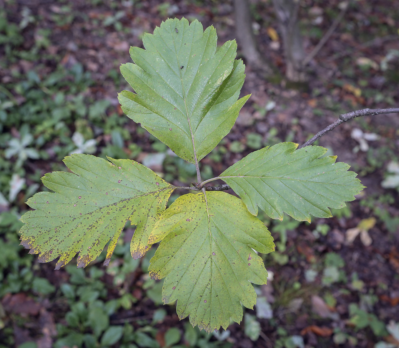 Изображение особи Sorbus persica.