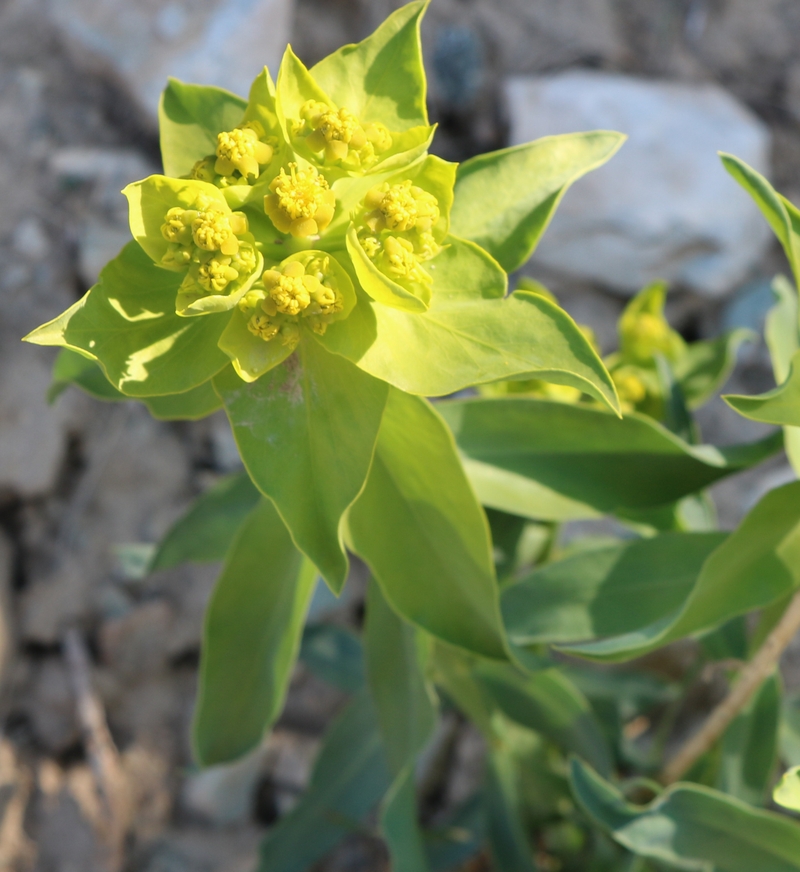 Изображение особи Euphorbia helioscopia.