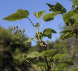 genus Ribes. Верхушка плодоносящей веточки. Ярославская обл., г. Переславль-Залесский, дендрологический парк им. С. Ф. Харитонова. 12.06.2022.