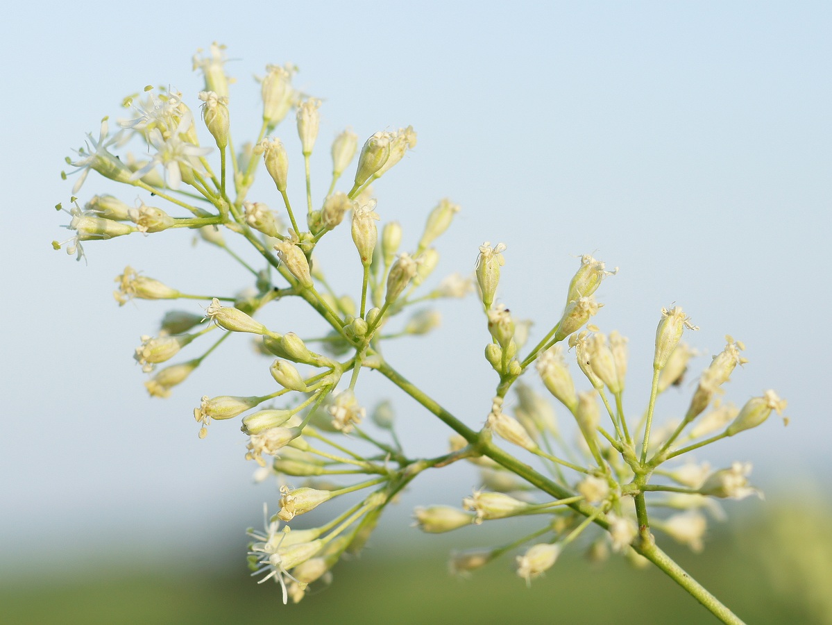 Image of Silene wolgensis specimen.