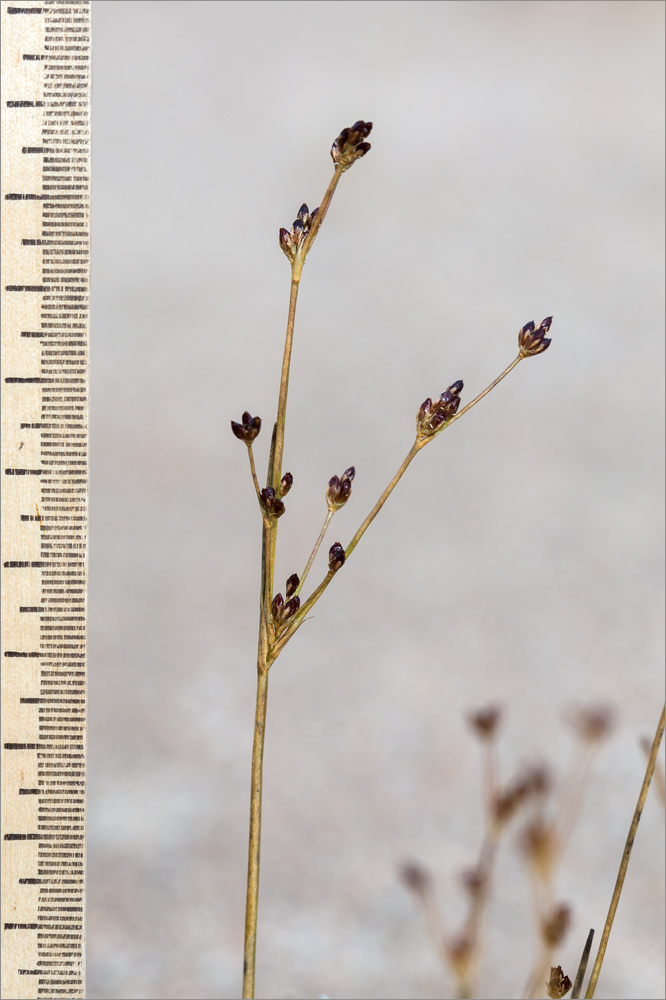 Image of Juncus alpino-articulatus specimen.