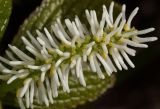 Смотреть изображение Chloranthus quadrifolius
