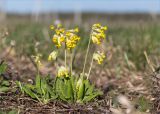 Primula veris