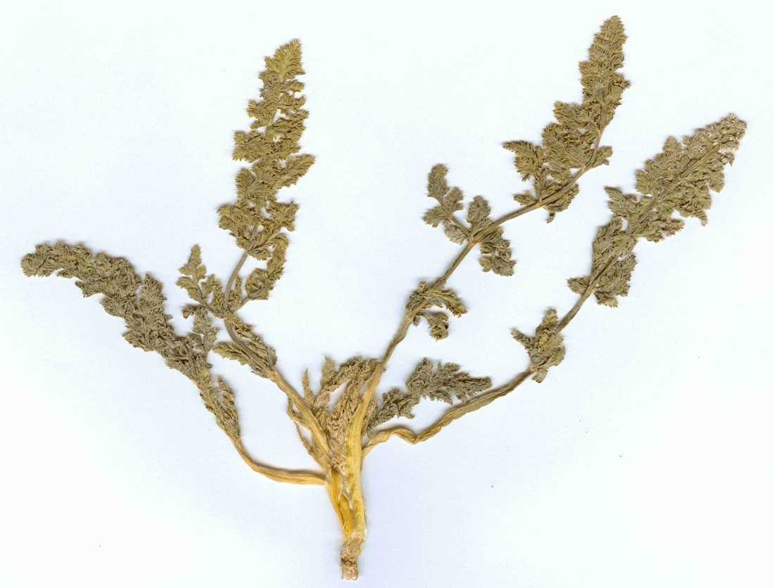 Image of Lipskya insignis specimen.