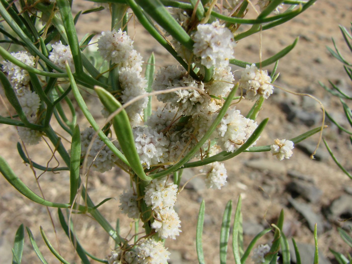 Image of Cuscuta approximata specimen.