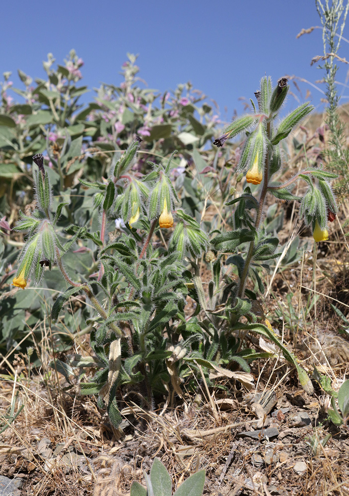 Image of Onosma dichroantha specimen.