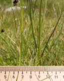 Juncus alpigenus. Части цветущих побегов. Карачаево-Черкесия, Урупский р-н, хр. Загедан, долина Ацгарских озёр, ≈ 2600 м н.у.м., альпийский луг между средними озёрами. 09.08.2023.