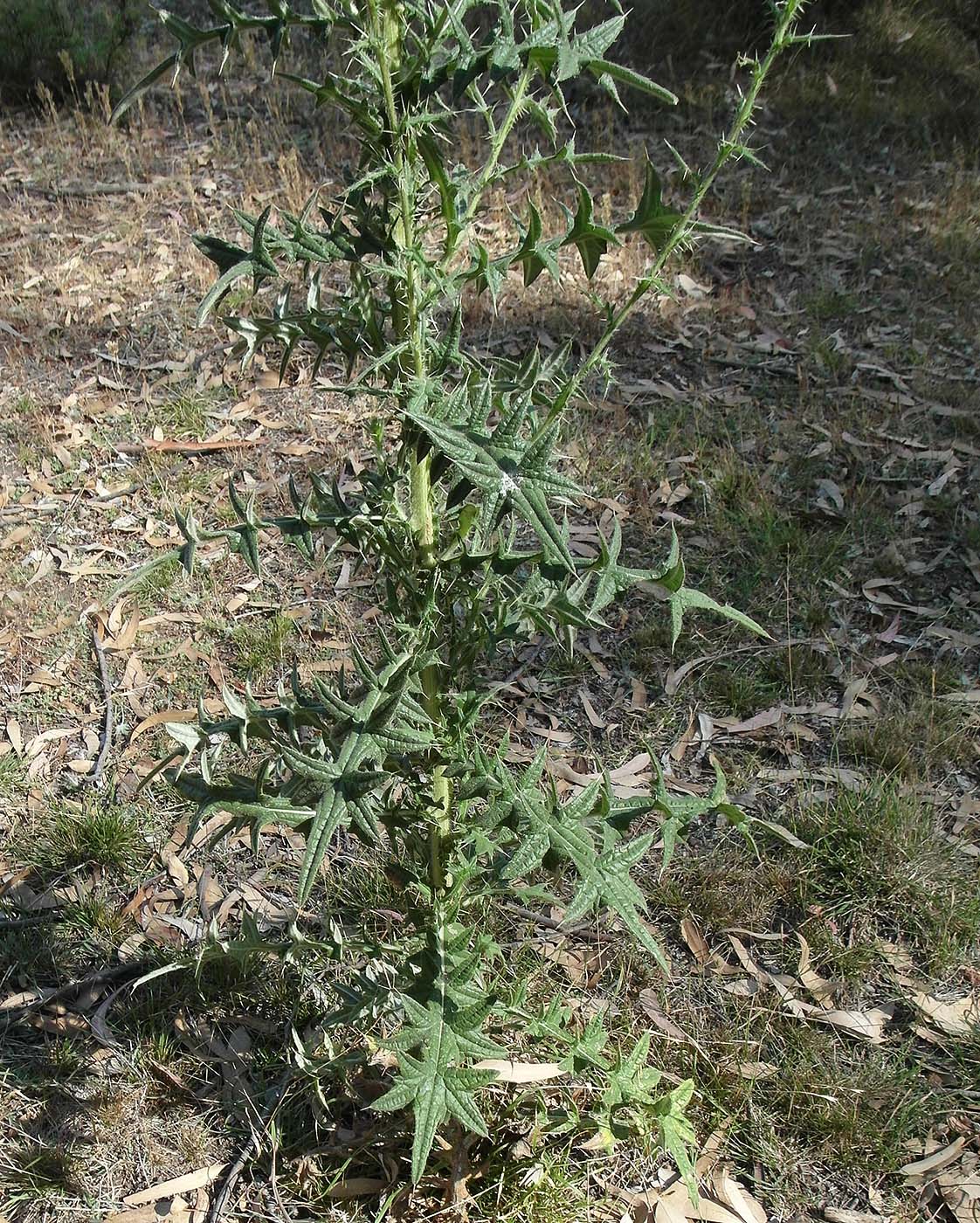 Image of genus Cirsium specimen.