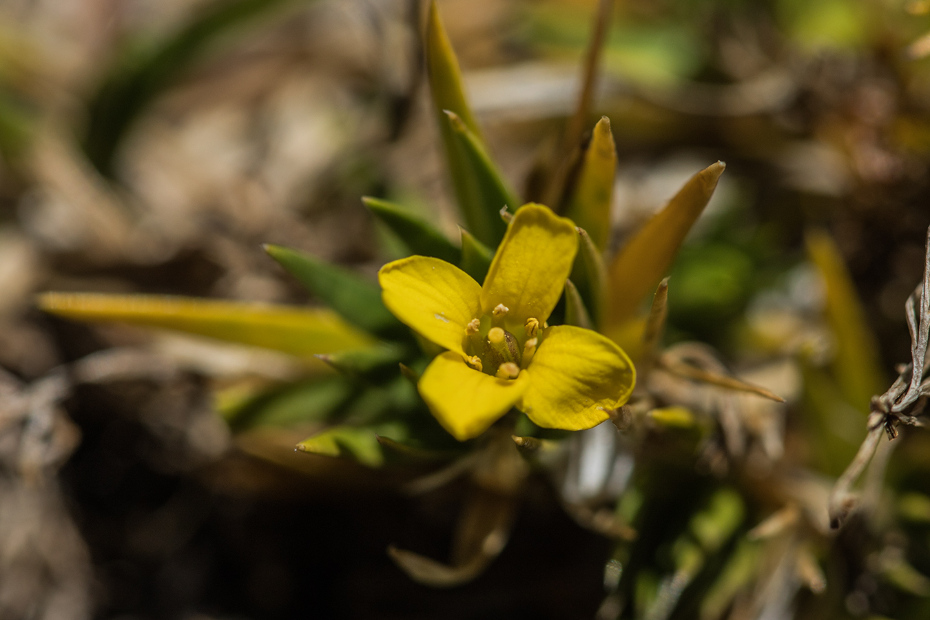 Изображение особи Draba scabra.