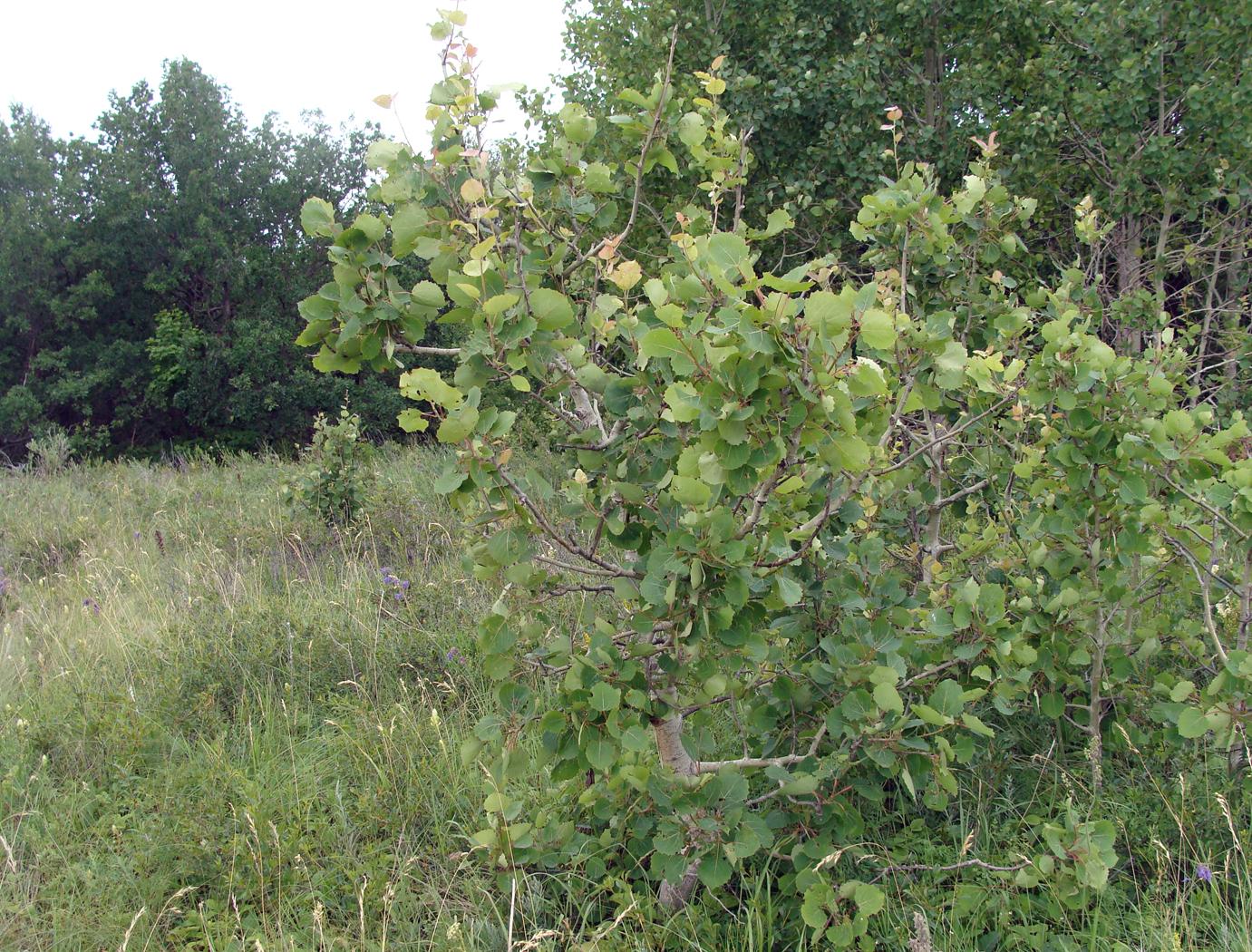 Image of Populus tremula specimen.