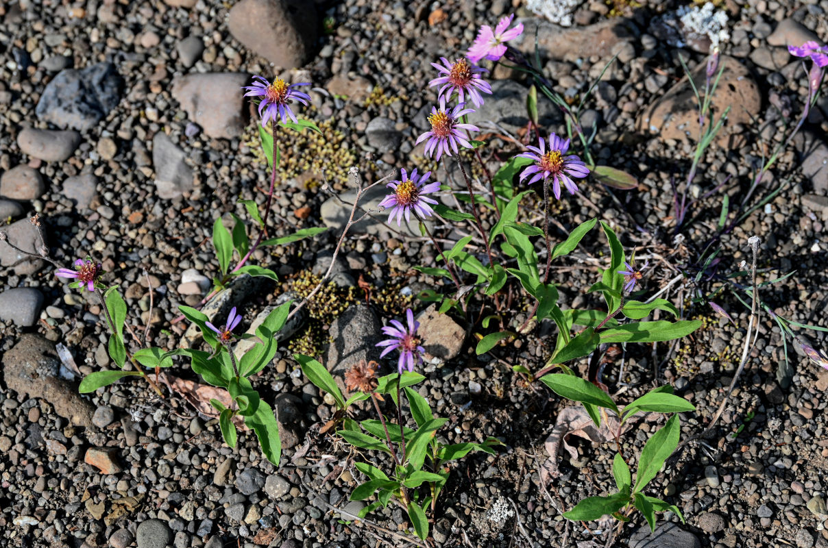 Изображение особи Aster sibiricus.