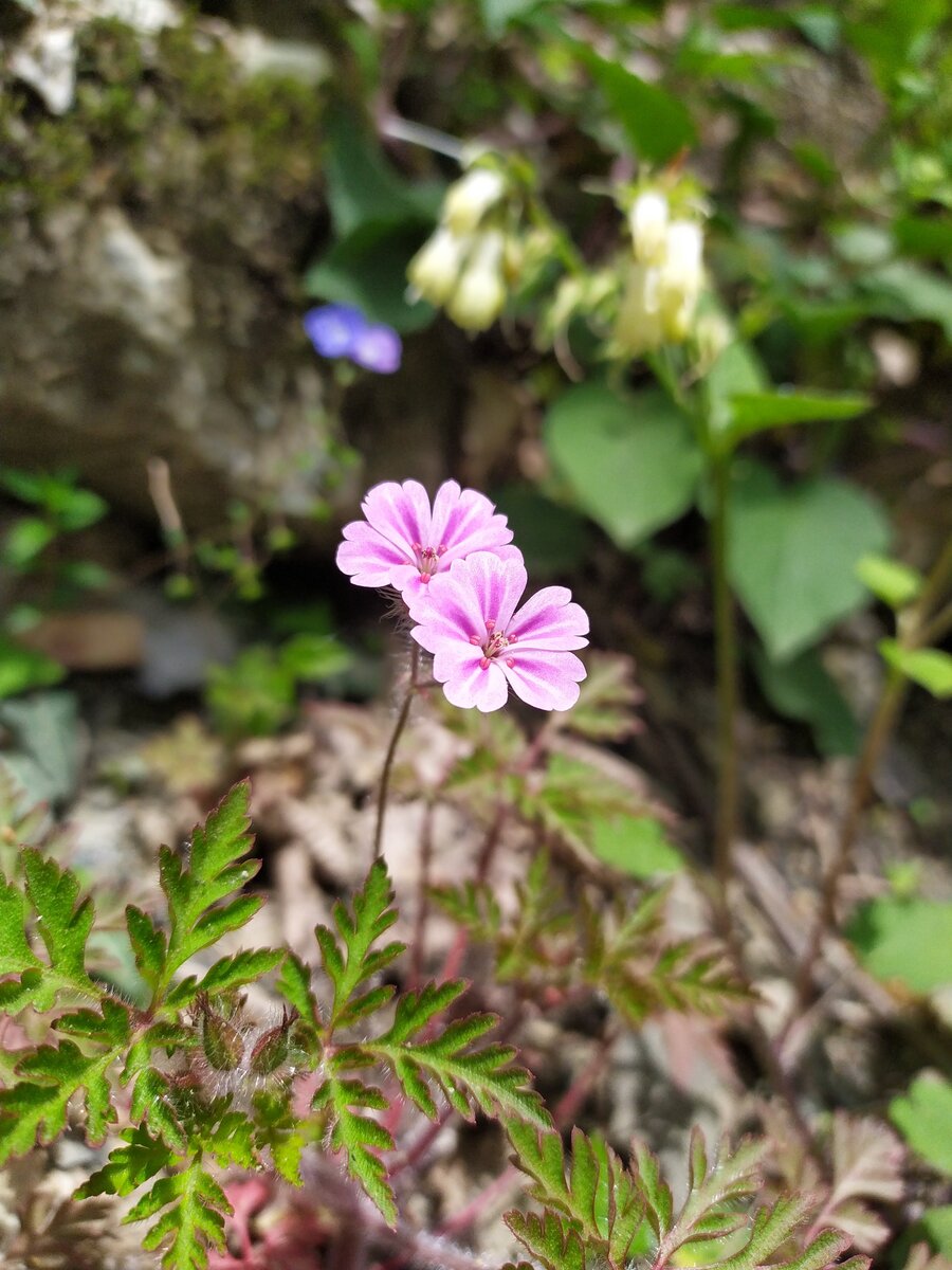 Изображение особи Geranium robertianum.