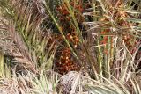 Смотреть изображение Phoenix dactylifera