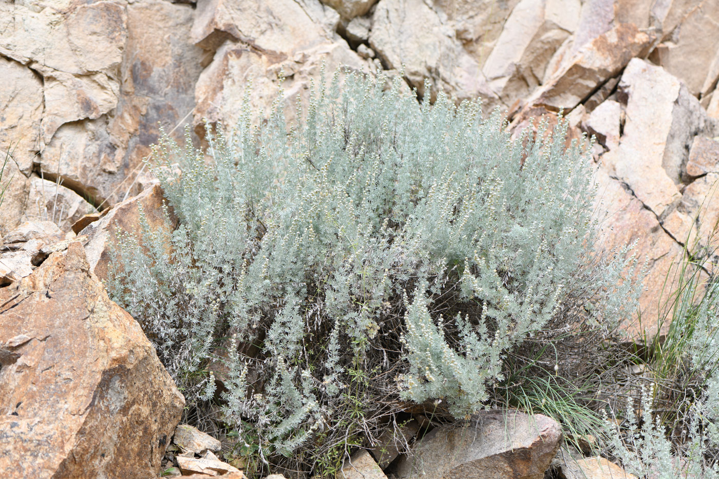 Image of Artemisia rutifolia specimen.