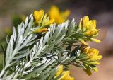 Genista linifolia. Верхушка веточки с соцветиями (видна абаксиальная поверхность листьев). Испания, автономное сообщество Каталония, провинция Жирона, комарка Баш Эмпорда, муниципалитет Калонже, обочина просёлочной дороги. 01.04.2024.