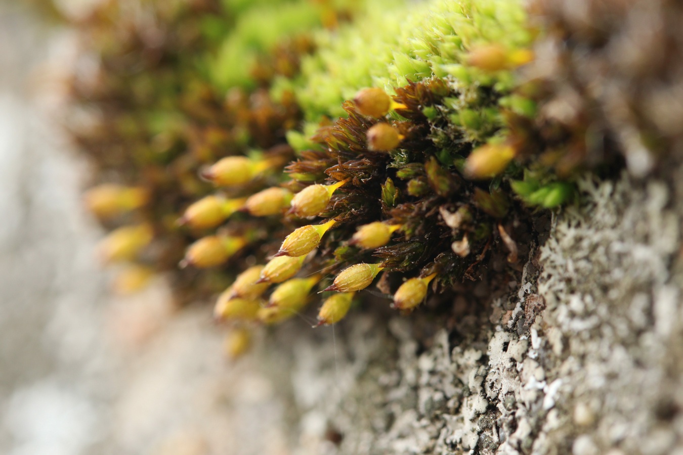 Image of Lewinskya speciosa specimen.