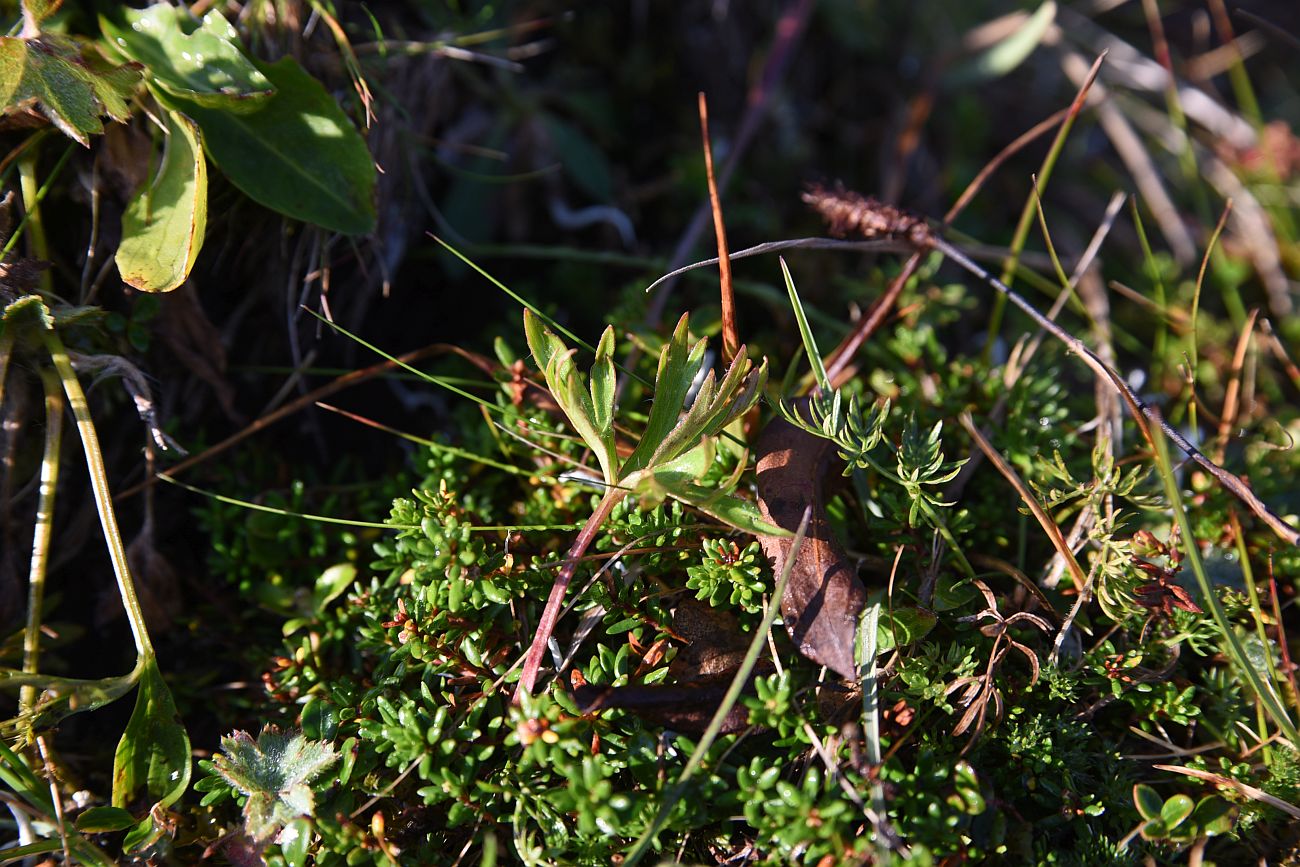 Image of Pulsatilla albana specimen.