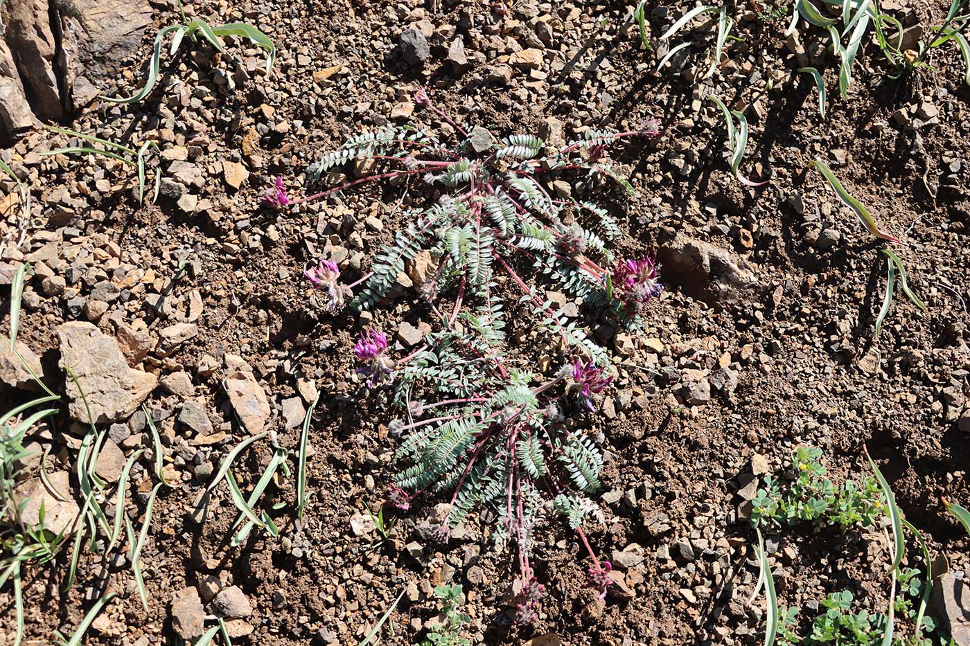 Image of Oxytropis ugamica specimen.