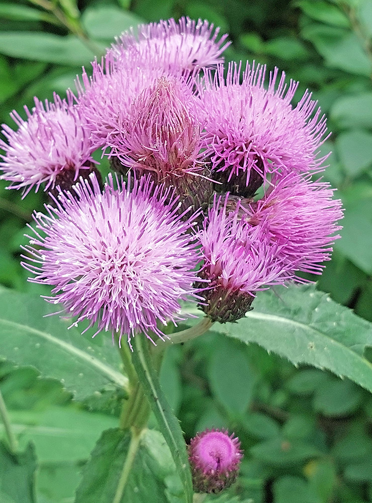 Изображение особи Cirsium helenioides.