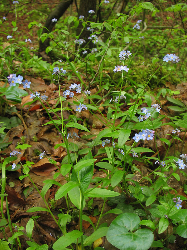 Image of Myosotis sylvatica specimen.