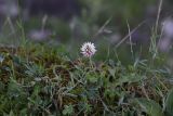 genus Trifolium. Цветущее растение. Чечня, Шаройский р-н, окр. с. Чайры, выс. ок. 1550 м н.у.м. 24 июня 2024 г.