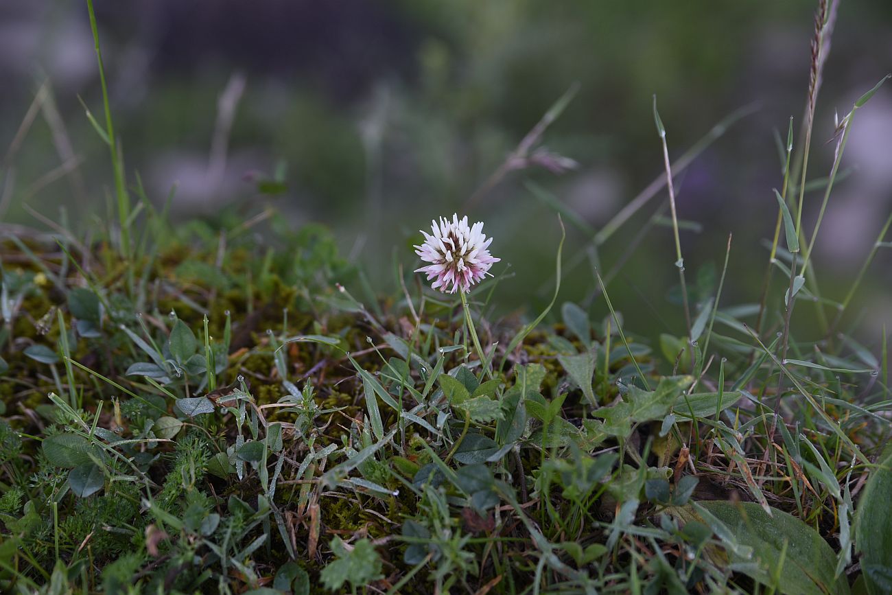 Изображение особи род Trifolium.