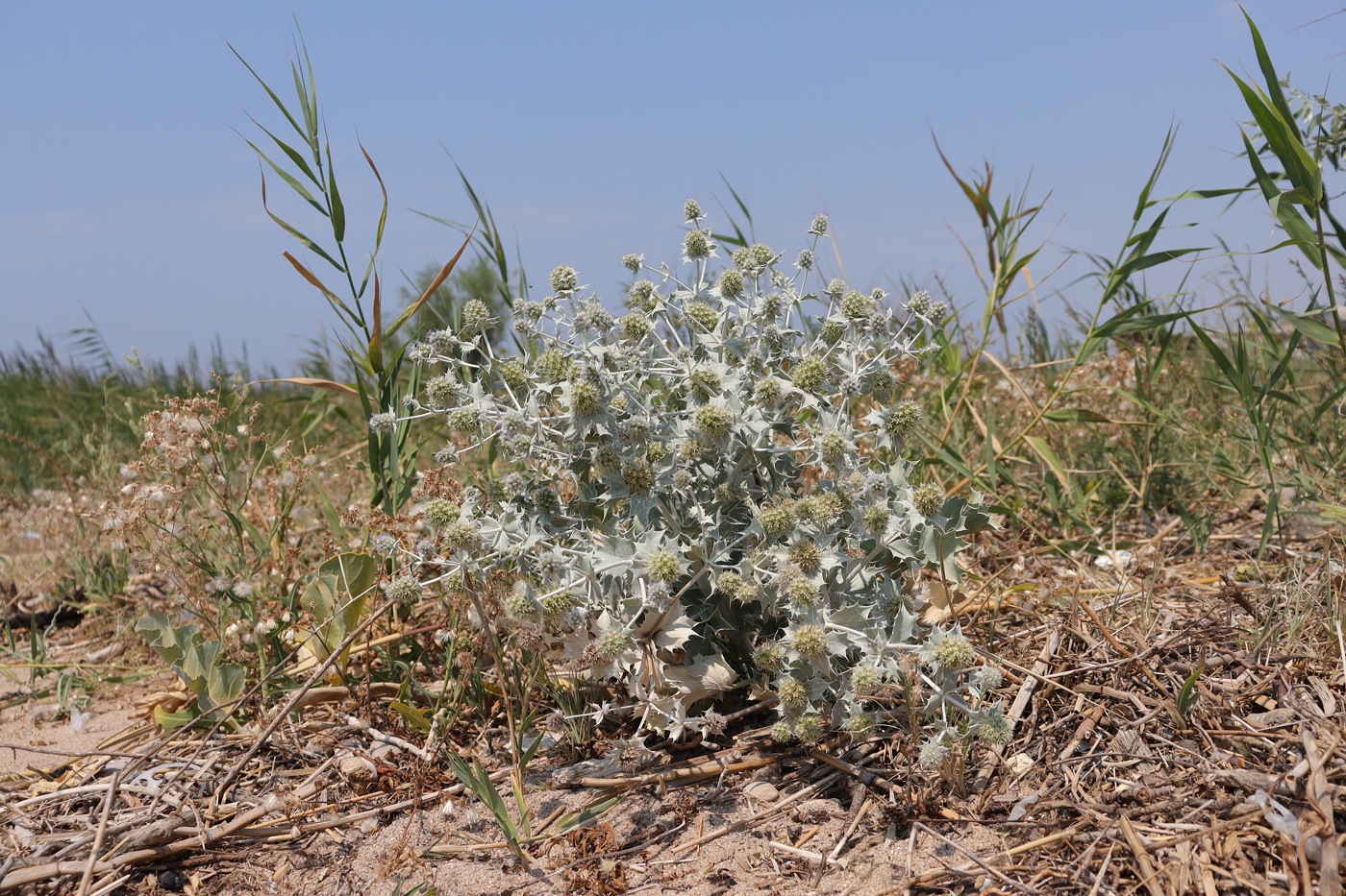 Изображение особи Eryngium maritimum.