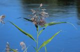 Phragmites australis. Верхушка побега с соцветием. Московская обл., Пушкинский гор. округ, северо-восточное побережье Учинского водохранилища, в воде у берега. 27.07.2024.