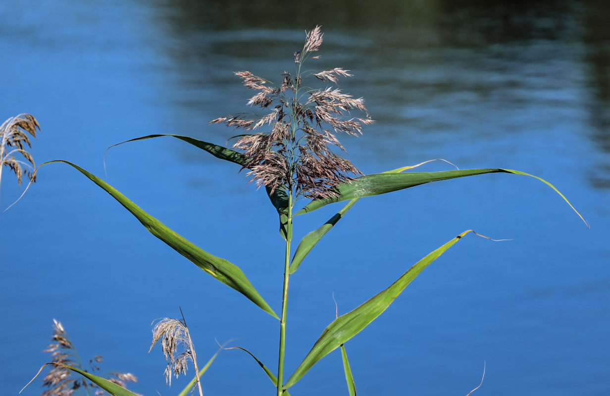 Изображение особи Phragmites australis.