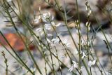 Astragalus pseudomacropterus