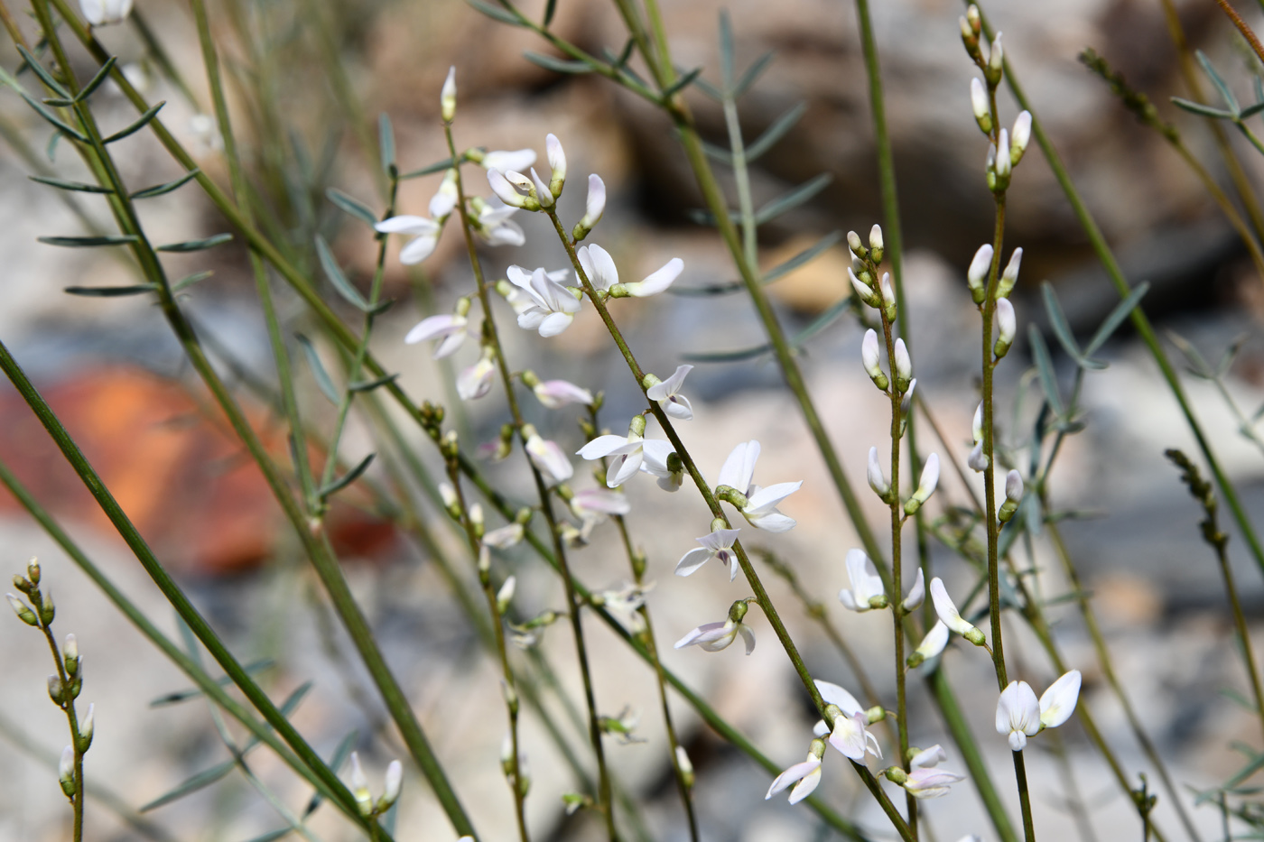 Изображение особи Astragalus pseudomacropterus.