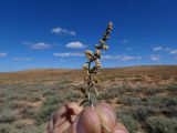 Atriplex cana