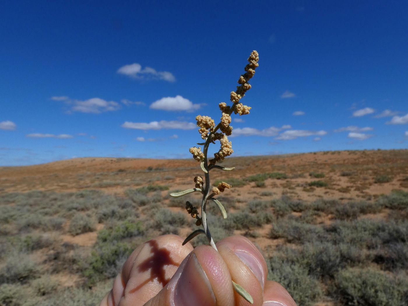 Image of Atriplex cana specimen.