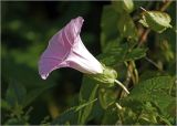 Calystegia sepium