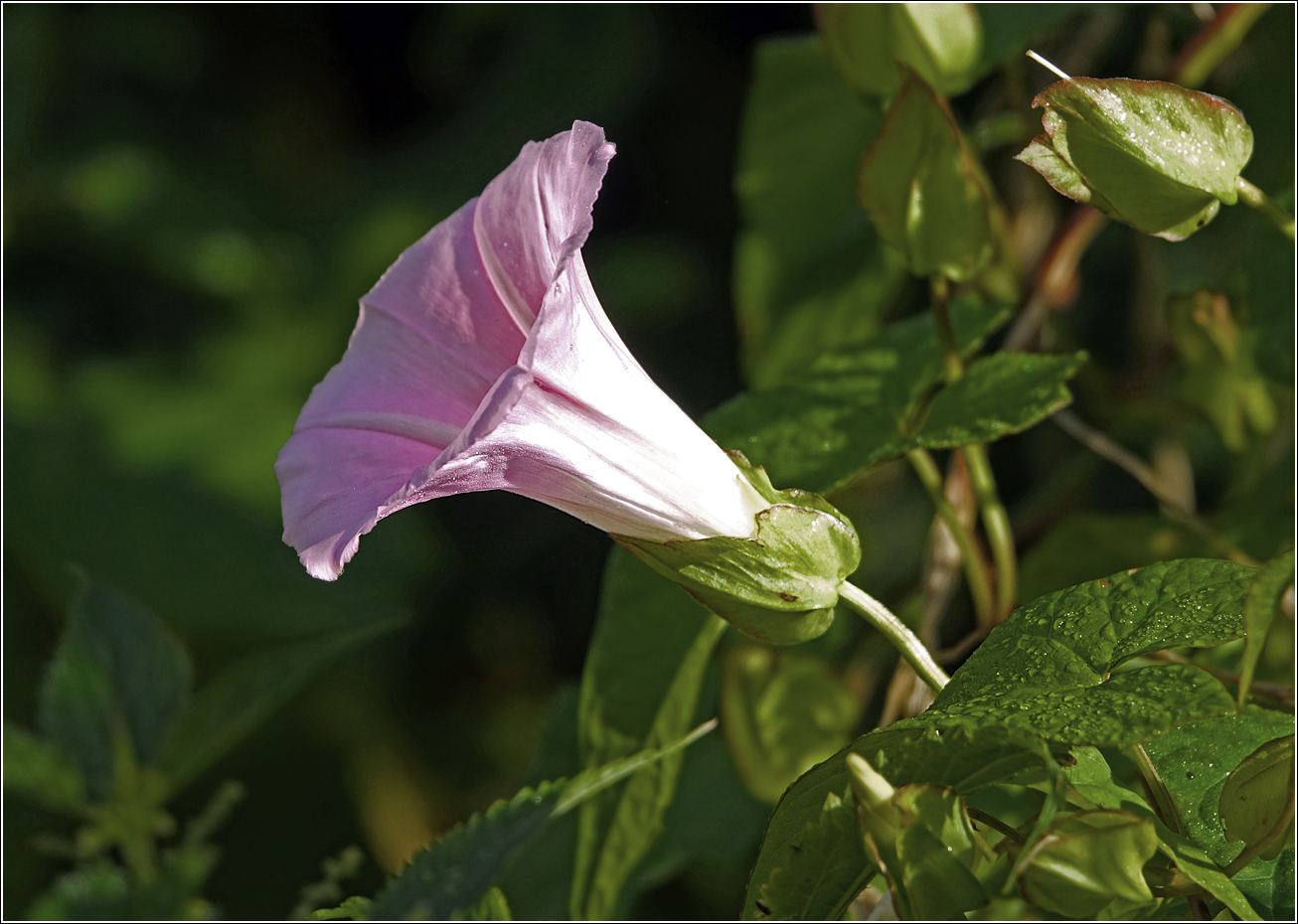 Изображение особи Calystegia sepium.