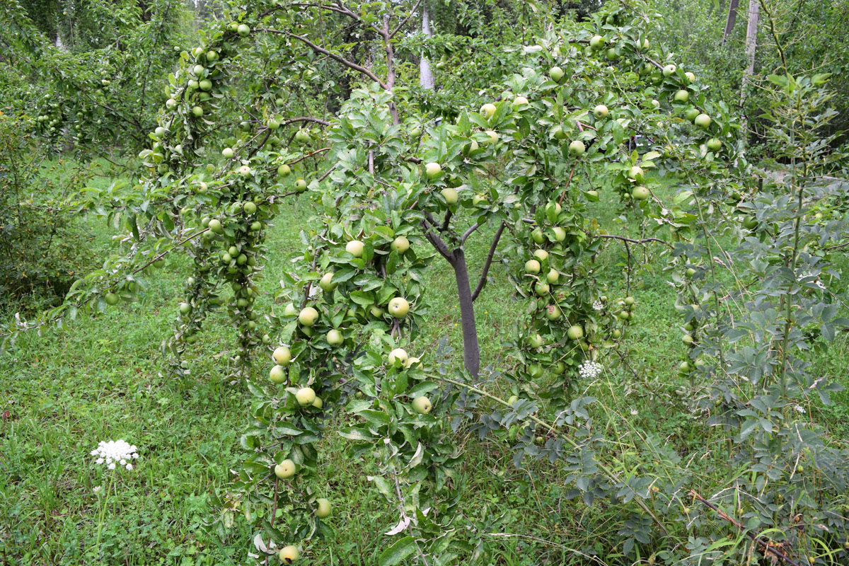 Изображение особи Malus domestica.